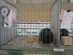 XIV Concurso Exposición de Palomas de Raza en Mula 2024